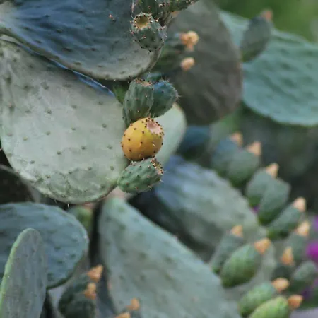 Fior Di Mandorlo 1924 * Scilla