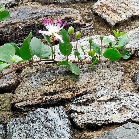 Apartment Fior Di Mandorlo 1924 *