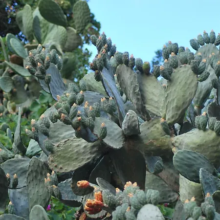 Fior Di Mandorlo 1924 *