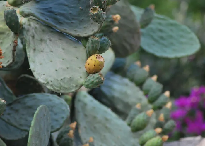 Fior Di Mandorlo 1924 * Scilla