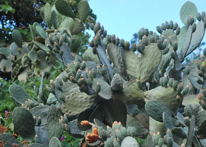 Fior Di Mandorlo 1924 *